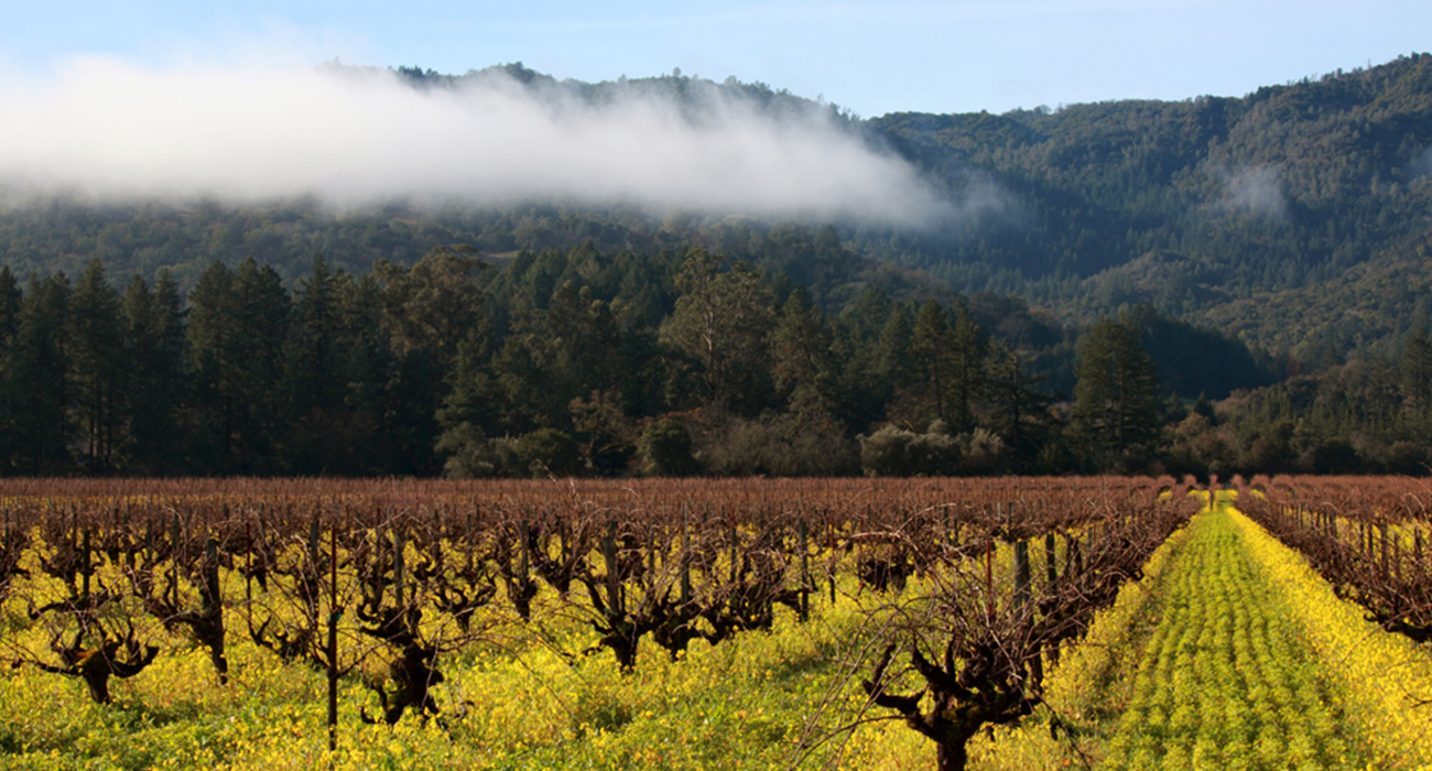 Beckstoffer Bourn Vineyard