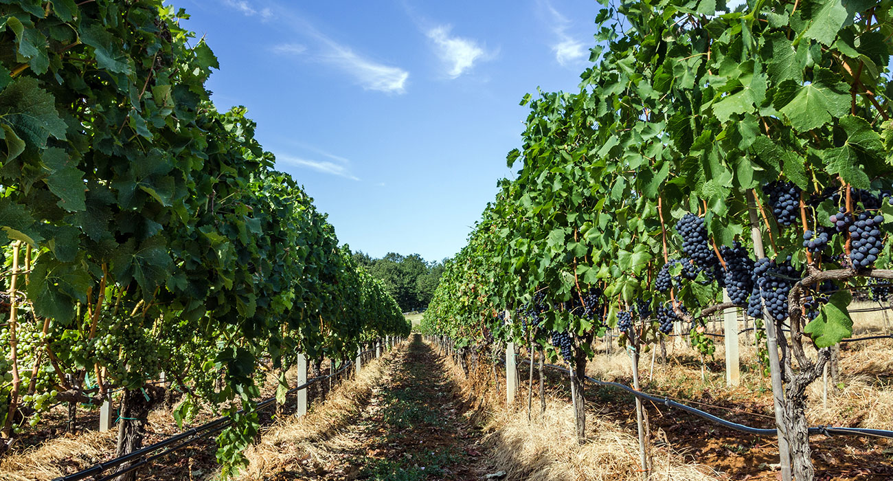 Manzanita Vineyard